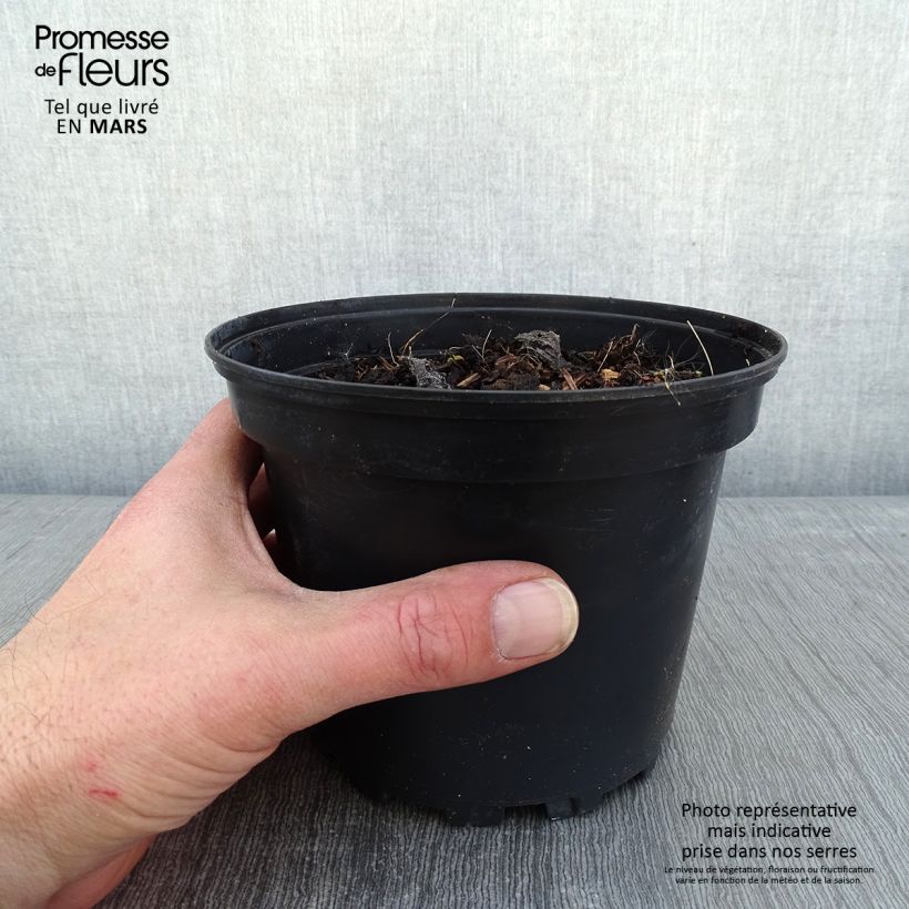 Brunnera macrophylla Betty Bowring - Siberian Bugloss 2L/3L pot sample as delivered in winter