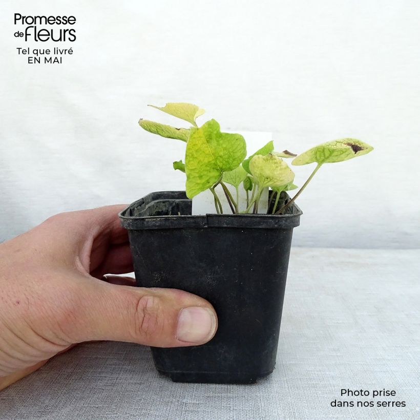 Brunnera macrophylla Dianes Gold - Siberian Bugloss 8/9 cm pot sample as delivered in spring