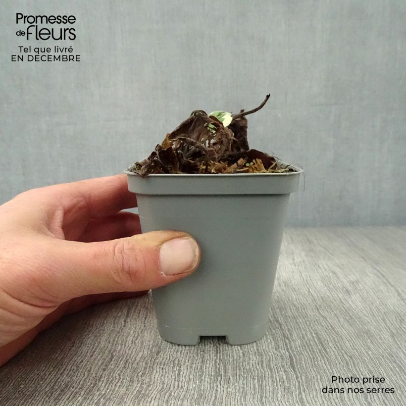 Brunnera macrophylla Jack Frost - Siberian Bugloss 7/8 cm pot sample as delivered in winter