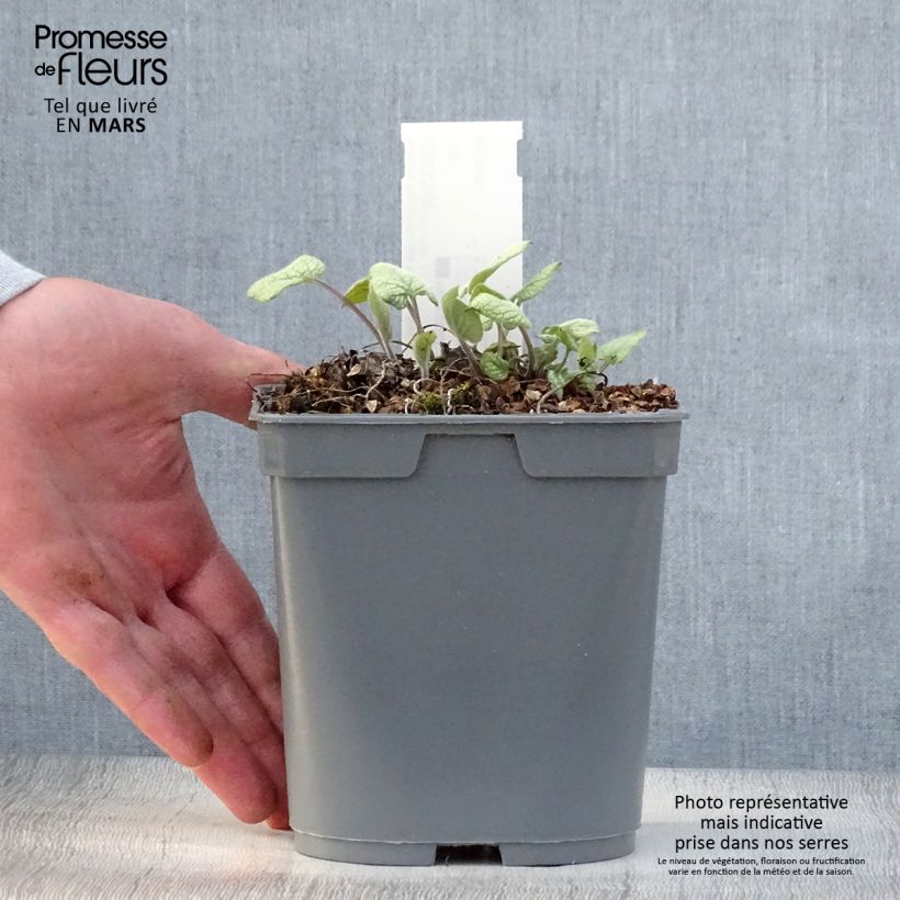 Brunnera macrophylla Jack Frost - Siberian Bugloss 2L/3L pot sample as delivered in spring