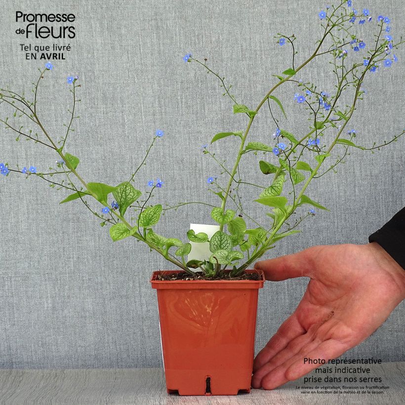 Brunnera macrophylla Jack of Diamonds - Siberian Bugloss 1L/1.5L pot sample as delivered in spring