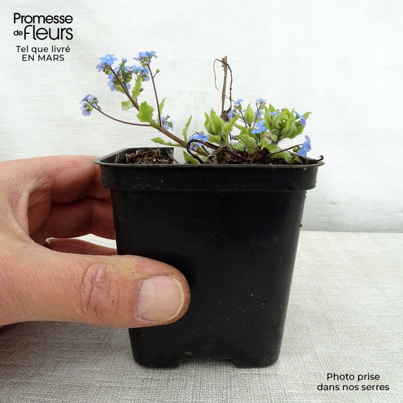 Brunnera macrophylla Kings Ramson - Siberian Bugloss 8/9 cm pot sample as delivered in spring