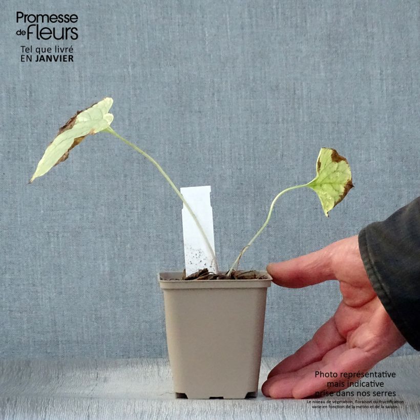 Brunnera macrophylla Kings Ramson - Siberian Bugloss 8/9 cm pot sample as delivered in winter