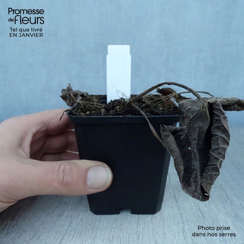 Brunnera macrophylla Langtrees - Siberian Bugloss 8/9 cm pot sample as delivered in winter