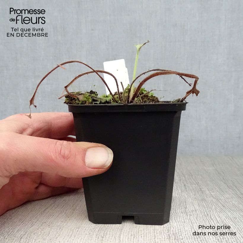 Brunnera macrophylla Looking Glass - Siberian Bugloss 8/9 cm pot sample as delivered in winter