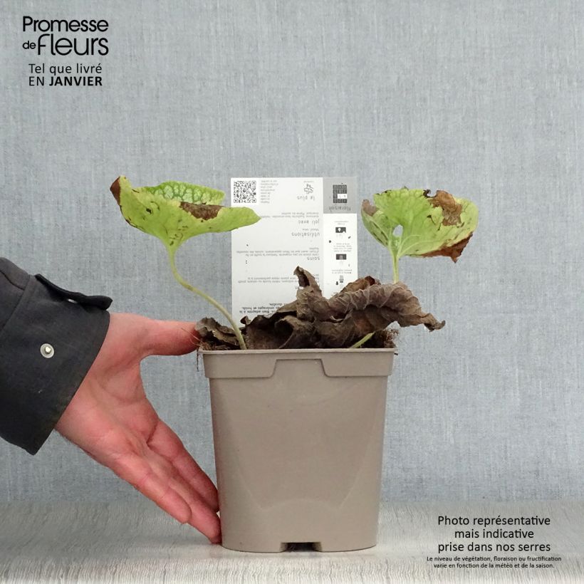 Brunnera macrophylla Mr Morse - Siberian Bugloss 2L/3L pot sample as delivered in winter