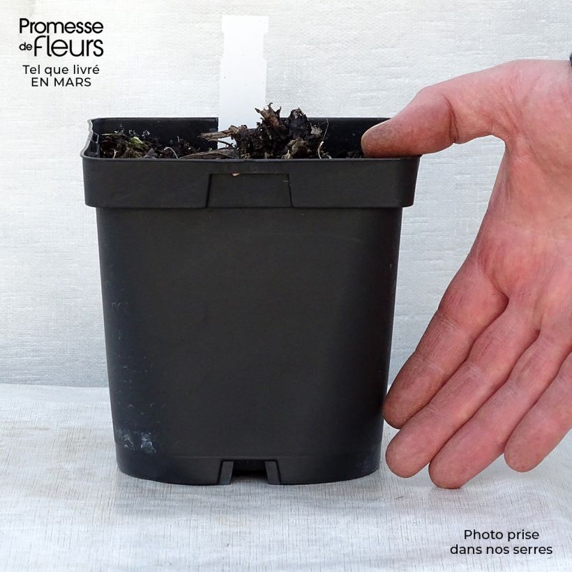 Brunnera macrophylla - Siberian Bugloss 2L/3L pot sample as delivered in spring