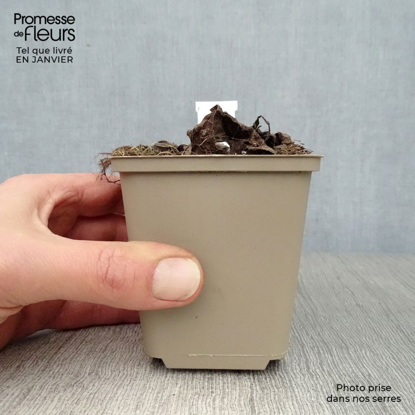 Brunnera macrophylla Silver Heart - Siberian Bugloss 8/9 cm pot sample as delivered in winter