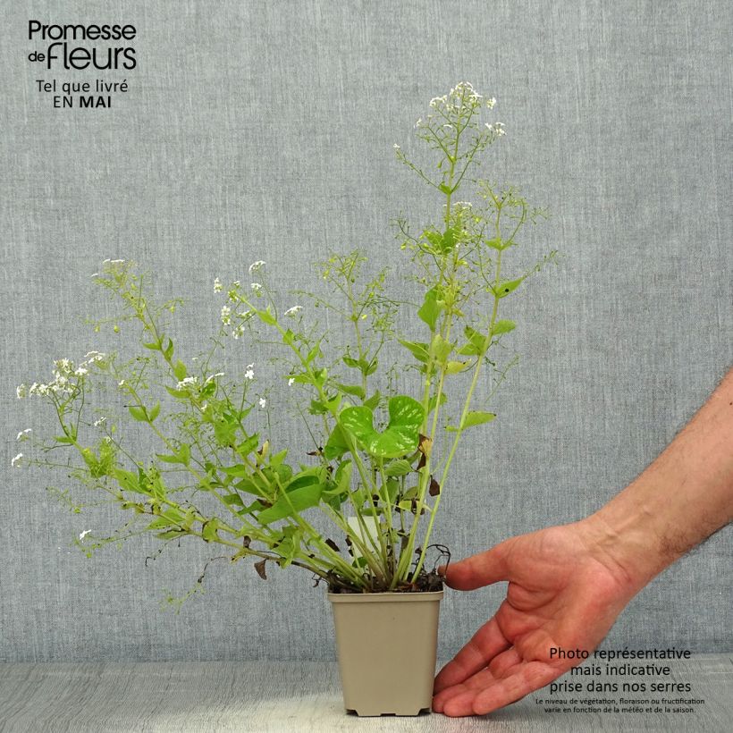 Brunnera macrophylla White Zebra - Siberian Bugloss 8/9 cm pot sample as delivered in spring