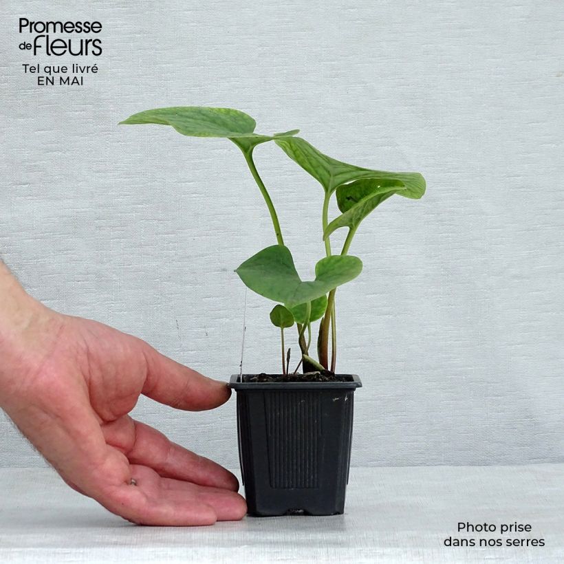 Brunnera sibirica - Siberian Bugloss 8/9 cm pot sample as delivered in spring