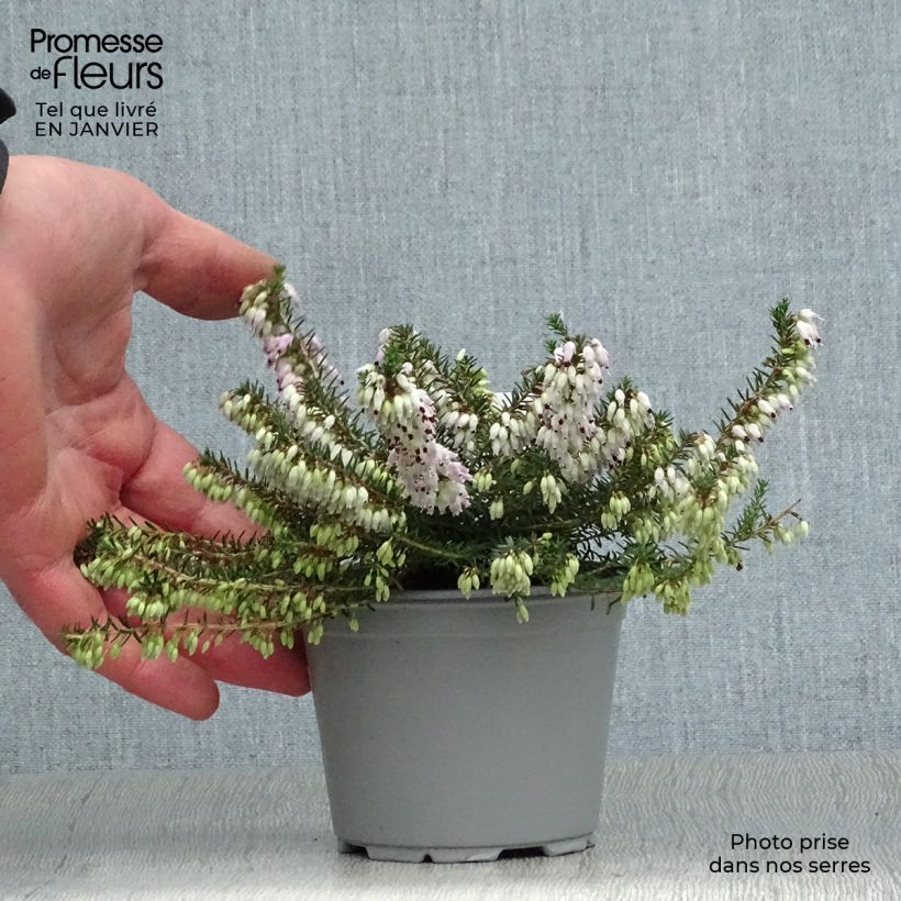 Erica carnea December Red - Winter Heath 8/9 cm pot sample as delivered in winter