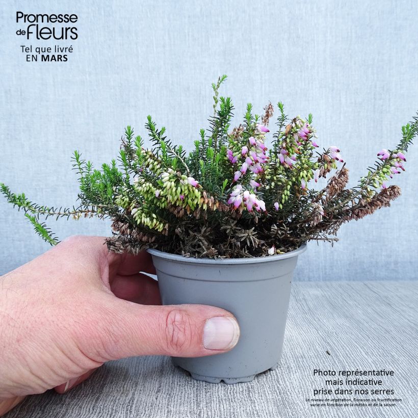 Erica carnea December Red - Winter Heath 8/9 cm pot sample as delivered in spring