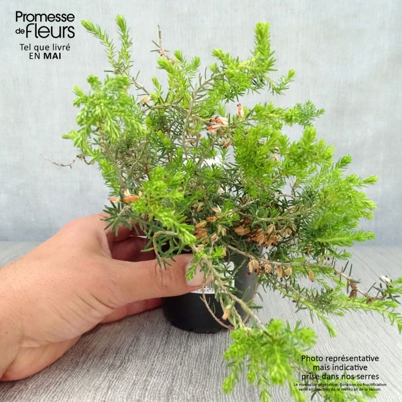 Erica carnea Springwood White - Winter Heath 8/9 cm pot sample as delivered in spring
