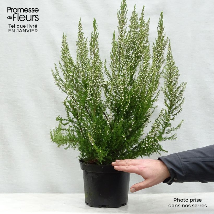 Erica arborea GREAT STAR Le Vasterival - Tree Heath 4L/5L pot sample as delivered in winter