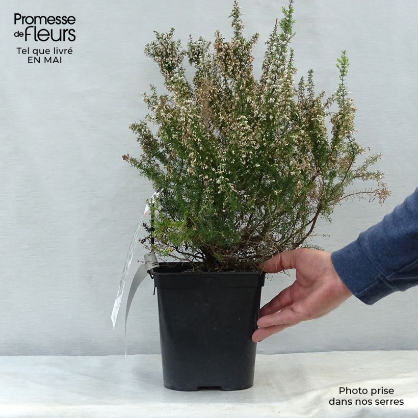 Erica arborea Pink Joy - Tree Heath 4L/5L pot sample as delivered in spring