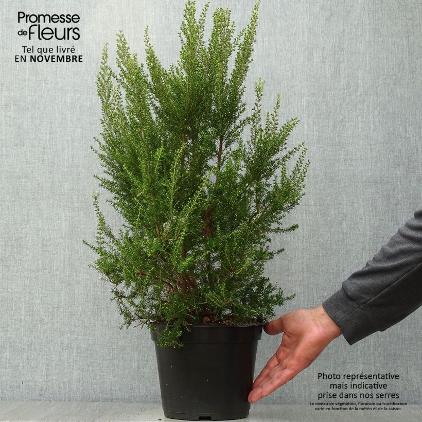 Erica arborea Pink Joy - Tree Heath 4L/5L pot sample as delivered in autumn