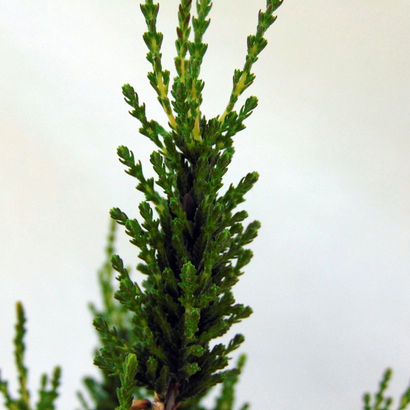 Calluna vulgaris Allegro - Heather (Foliage)