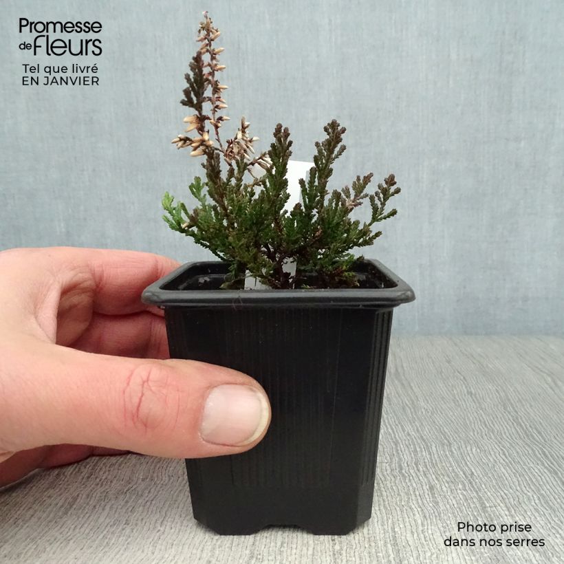 Calluna vulgaris Marlies - Heather 8/9 cm pot sample as delivered in winter