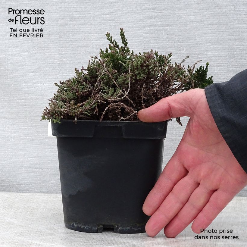 Calluna vulgaris Spring Torch - Heather 8/9 cm pot sample as delivered in winter