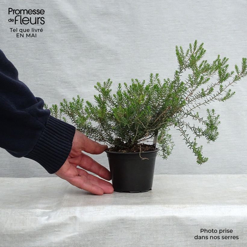 Erica darleyensis f.albiflora Silberschmelze - Winter Heath 8/9 cm pot sample as delivered in spring