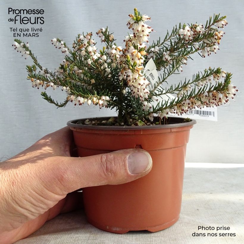 Erica darleyensis f.albiflora Silberschmelze - Winter Heath 8/9 cm pot sample as delivered in winter