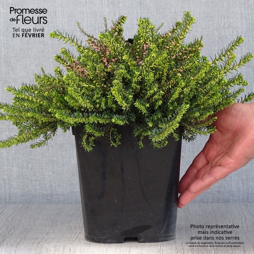 Erica darleyensis Trio - Winter Heath 3L/4L pot sample as delivered in autumn