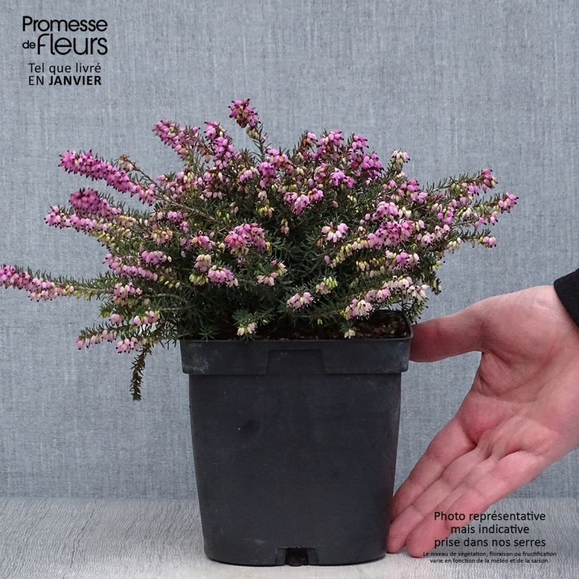 Erica darleyensis Kramers Rote - Winter Heath 2L/3L pot sample as delivered in winter