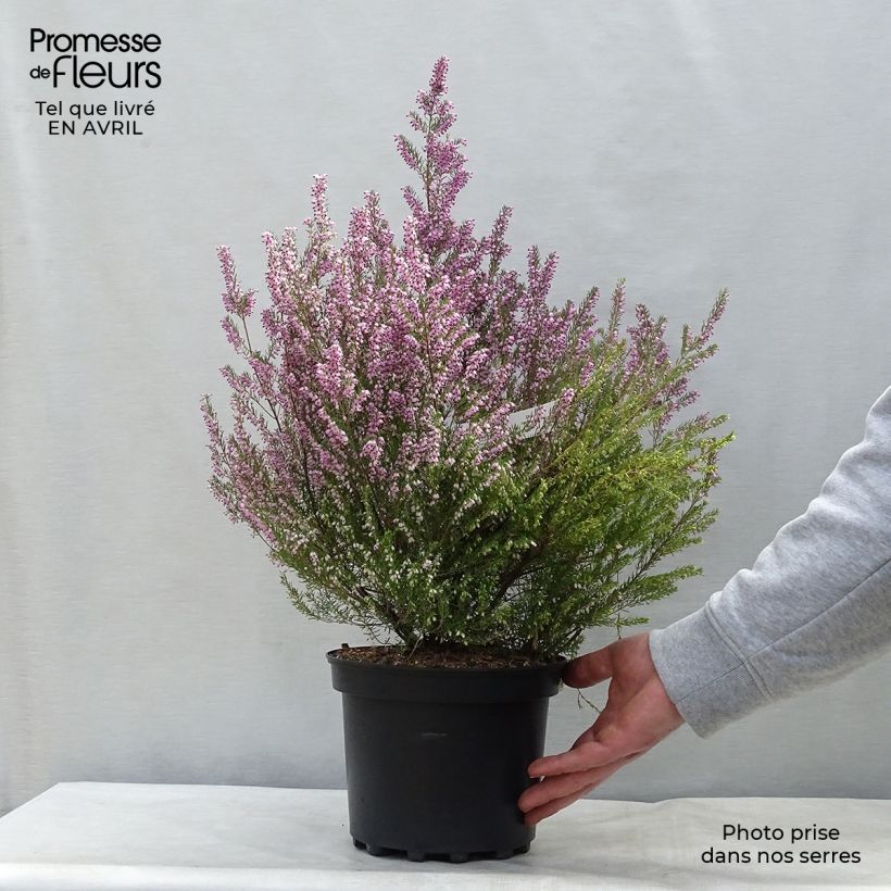 Erica mediterranea - Irish Heath 3L/4L pot sample as delivered in spring