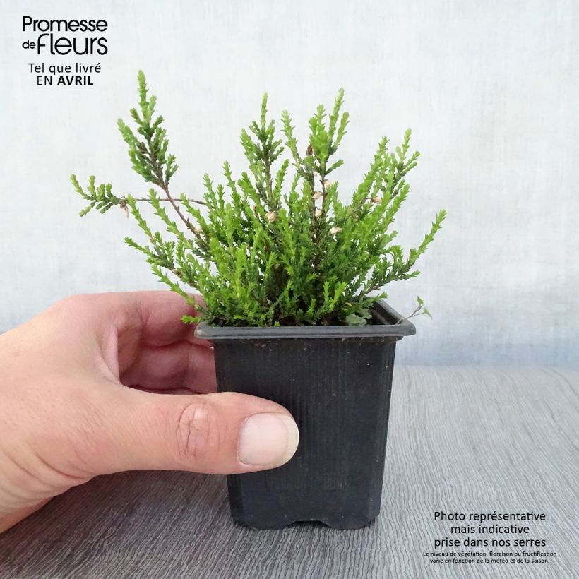 Calluna vulgaris Marlies - Heather 8/9 cm pot sample as delivered in spring