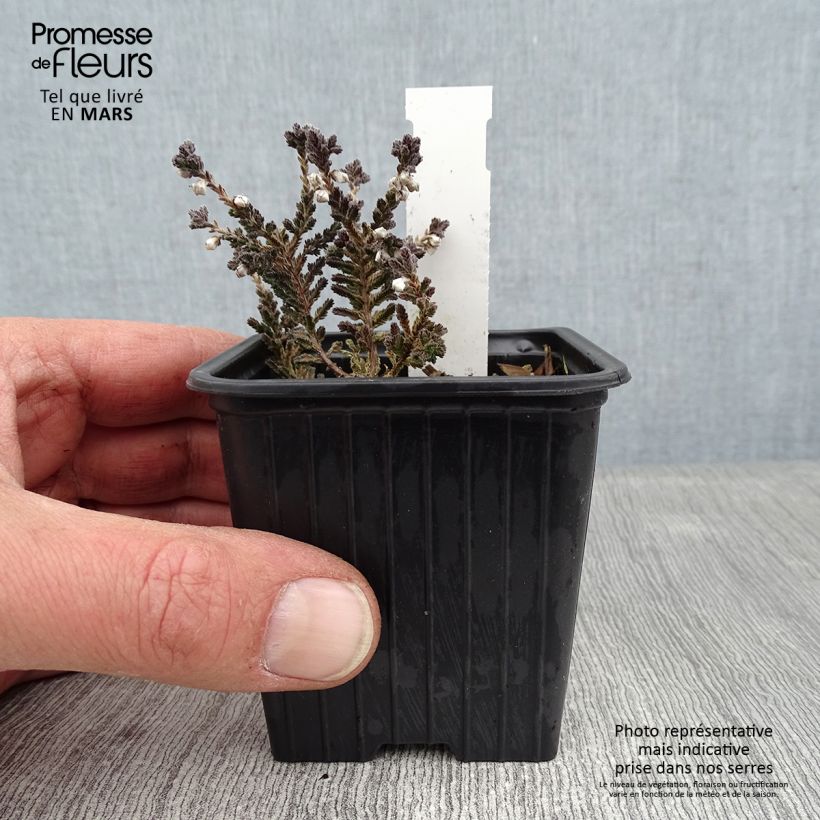Calluna vulgaris Silver Knight - Heather 8/9 cm pot sample as delivered in winter