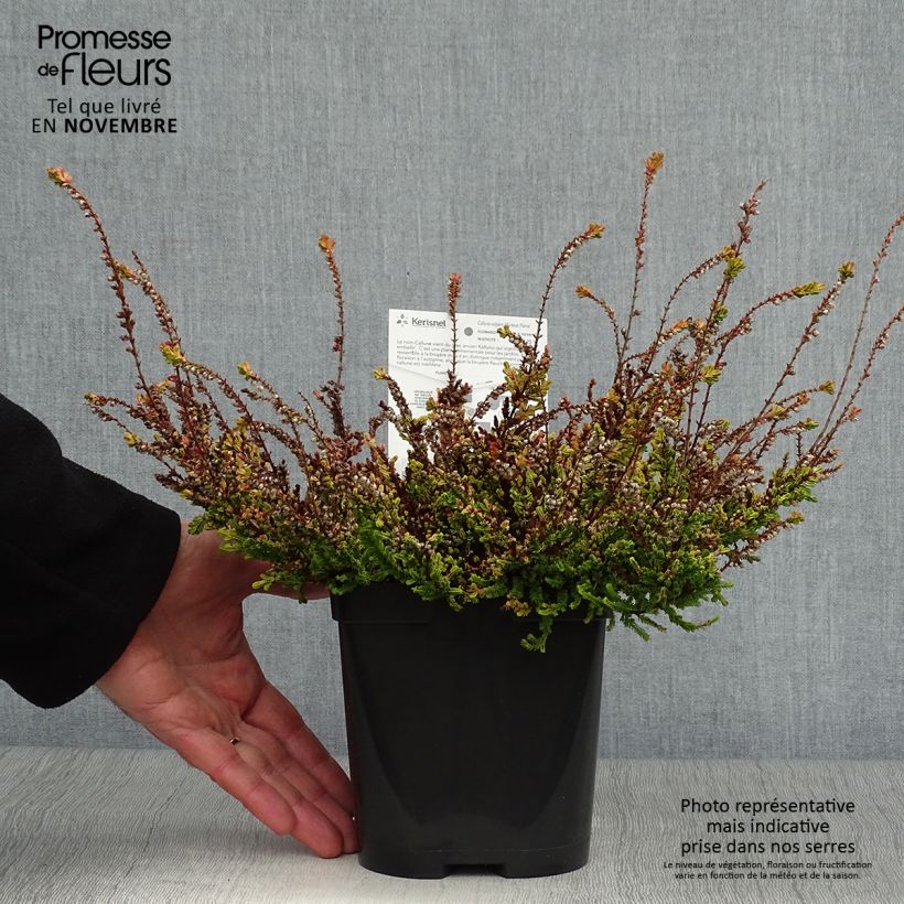 Calluna vulgaris Wickwar Flame - Heather 2L/3L pot sample as delivered in autumn