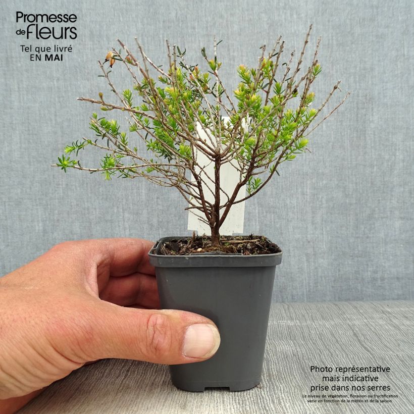 Erica darleyensis Ghost Hills - Winter Heath 8/9 cm pot sample as delivered in spring