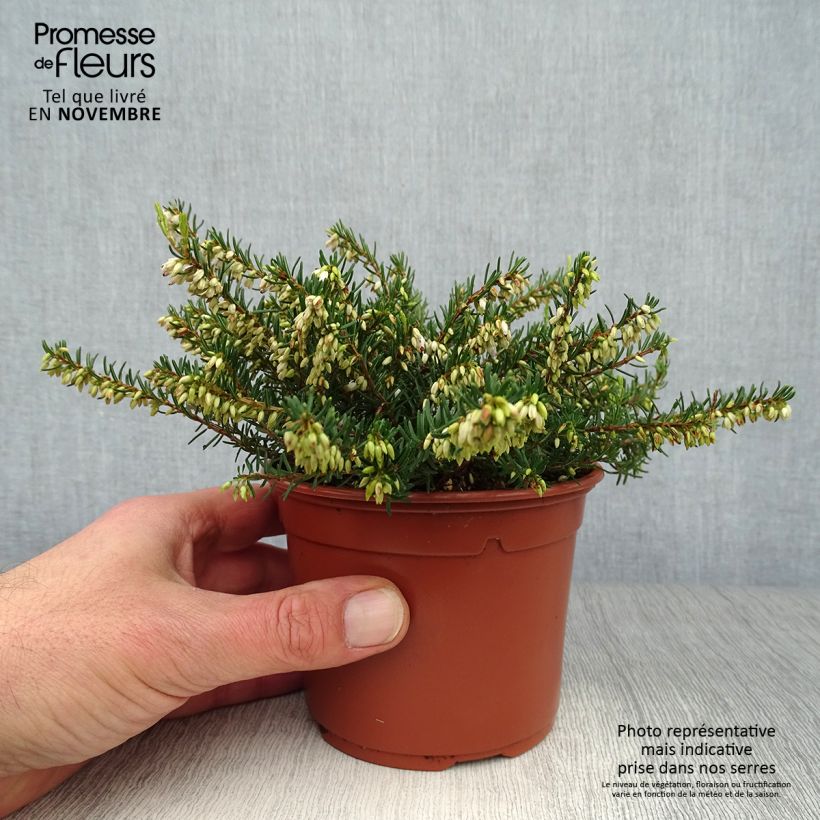 Erica darleyensis f.albiflora Silberschmelze - Winter Heath 8/9 cm pot sample as delivered in autumn