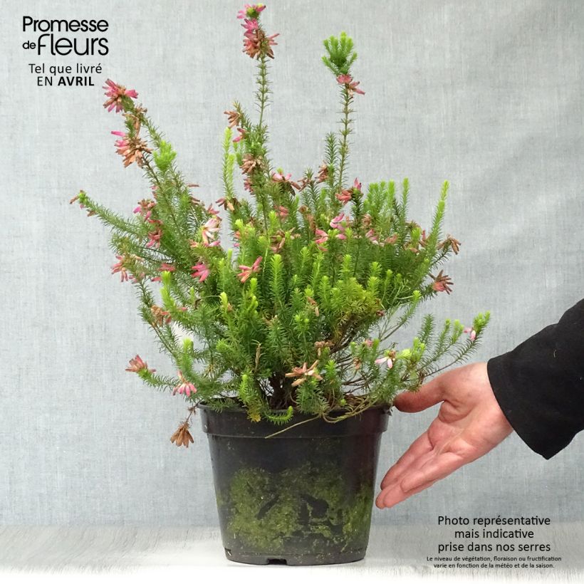 Erica verticillata - Cape Heath 4L/5L pot sample as delivered in spring