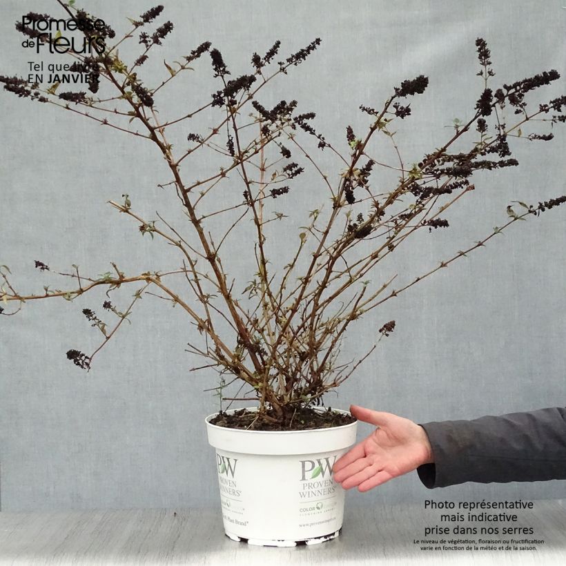 Buddleja Blue Chip - Butterfly Bush 7.5L/10L pot sample as delivered in winter