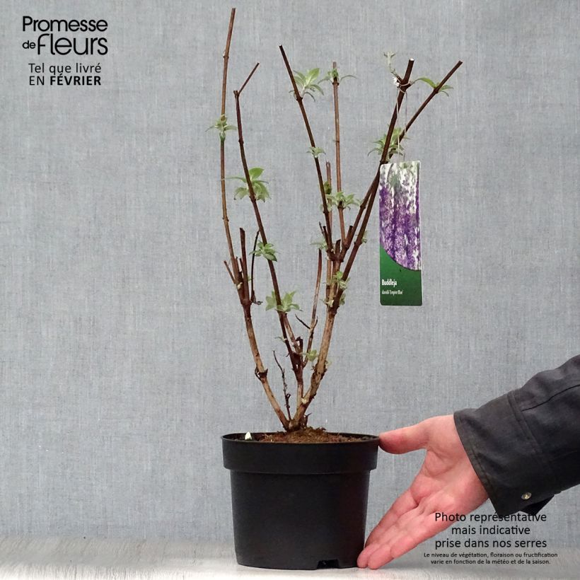 Buddleia Empire Blue - Butterfly Bush 2L/3L pot sample as delivered in winter