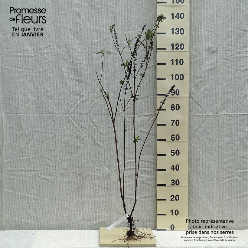 Buddleia Empire Blue - Butterfly Bush Bare root sample as delivered in winter