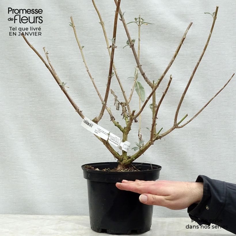 Buddleja Flower Power - Butterfly Bush 2L/3L pot sample as delivered in winter