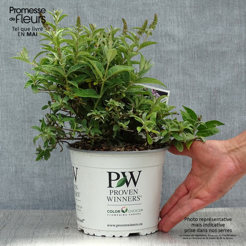 Buddleja davidii Lilac Chip - Butterfly Bush 2L/3L pot sample as delivered in spring