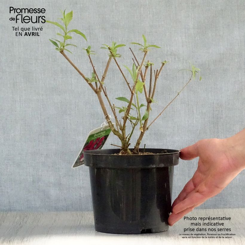 Buddleja davidii Royal Red - Butterfly Bush 2L/3L pot sample as delivered in spring