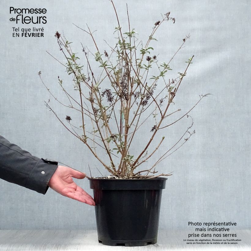 Buddleja davidii Royal Red - Butterfly Bush 7.5L/10L pot sample as delivered in winter