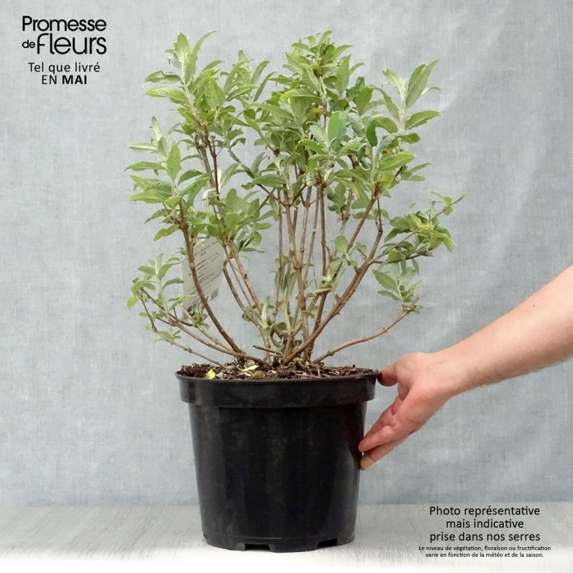 Buddleja davidii Royal Red - Butterfly Bush 7.5L/10L pot sample as delivered in spring