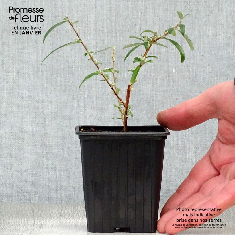 Buddleja alternifolia - Butterfly Bush 8/9 cm pot sample as delivered in winter