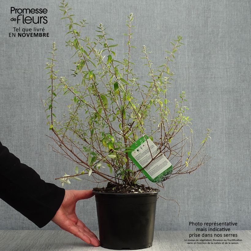 Buddleja alternifolia Unique - Butterfly Bush 3L/4L pot sample as delivered in autumn