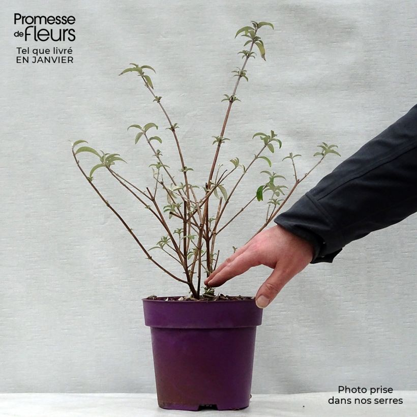 Buddleja davidii Berries and Creamv 3L/4L pot sample as delivered in winter