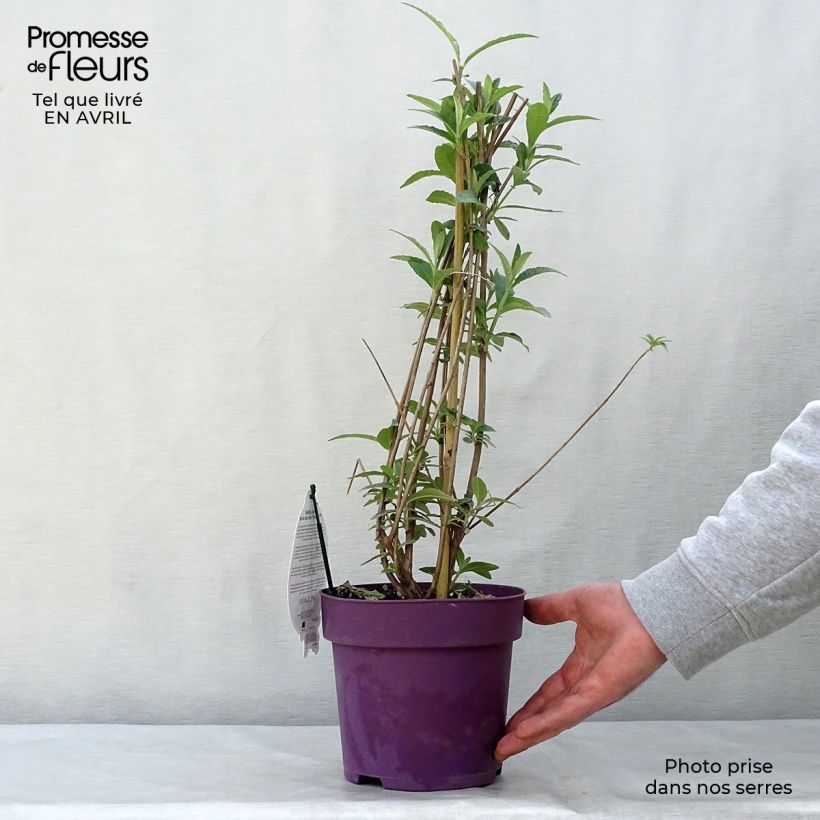 Buddleja davidii Berries and Creamv 3L/4L pot sample as delivered in spring