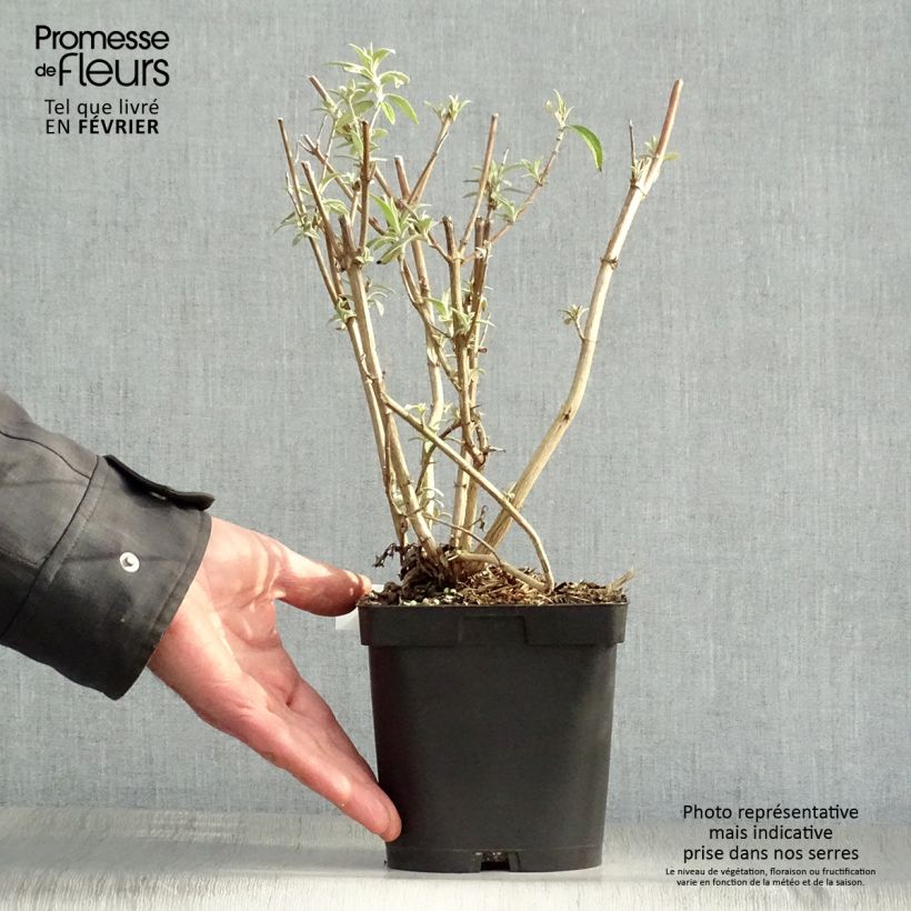 Buddleia davidii Black Knight - Butterfly Bush 2L/3L pot sample as delivered in winter