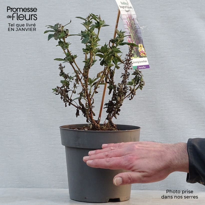 Buddleja davidii Butterfly Tower - Butterfly Bush 4L/5L pot sample as delivered in winter