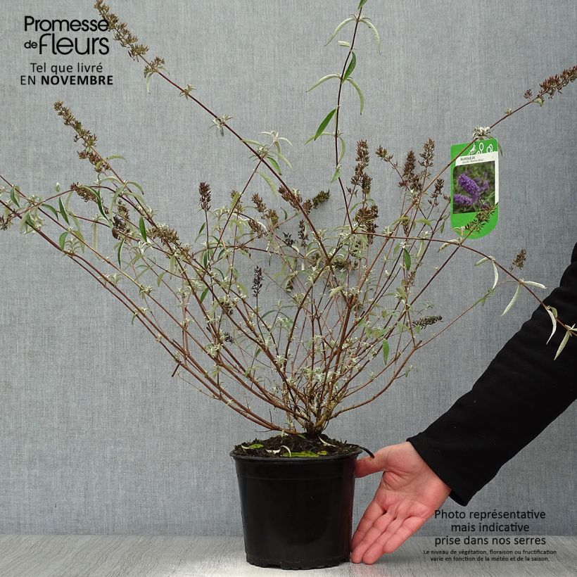 Buddleja davidii Nanho Blue - Butterfly Bush 3L/4L pot sample as delivered in autumn