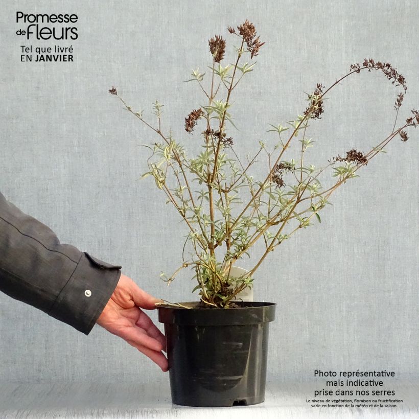 Buddleja davidii Nanho Purple - Butterfly Bush 2L/3L pot sample as delivered in winter